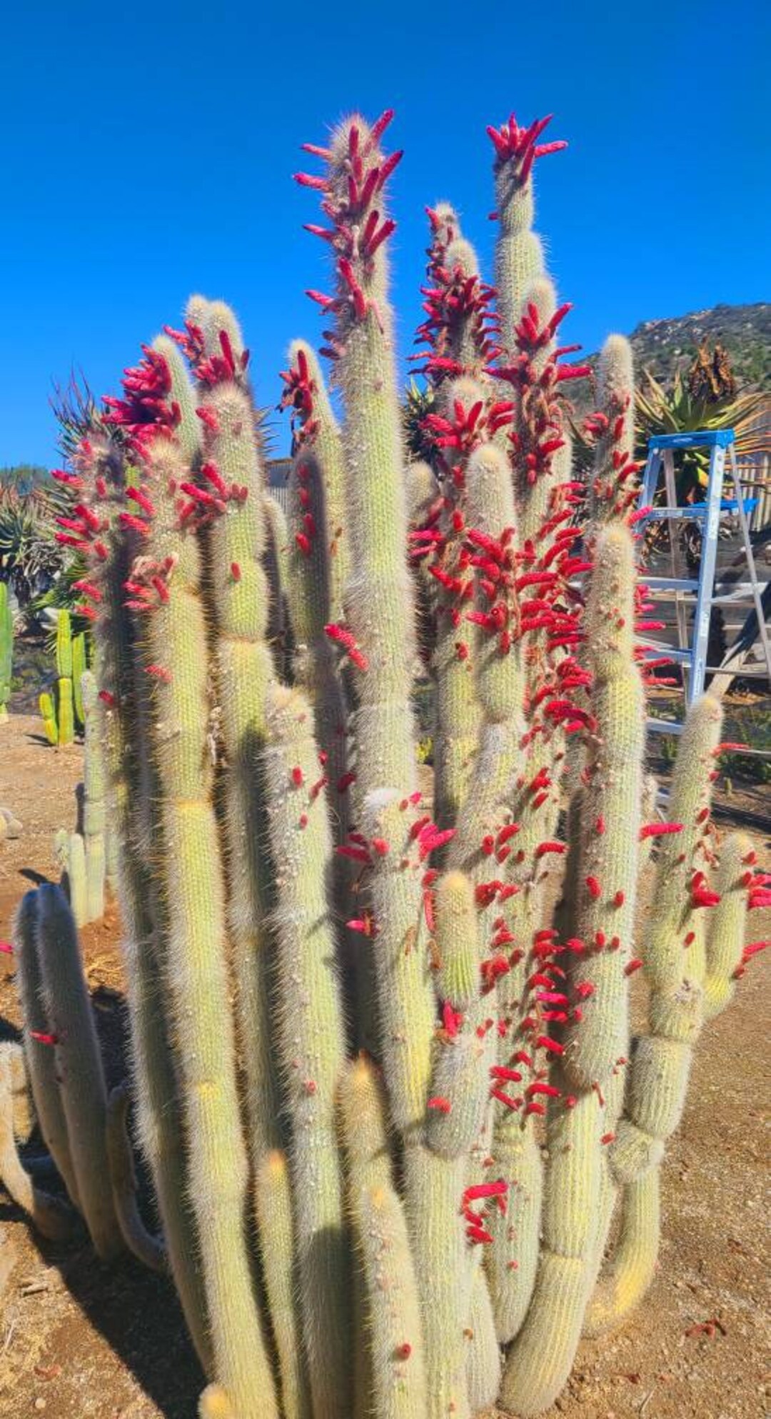 Cleistocactus Strausii Silver Torch Live Cactus Etsy