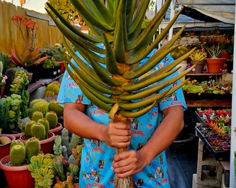 Aloe Dichotoma