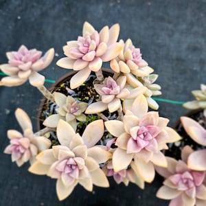 Graptopetalum Paraguayense Ghost Plant