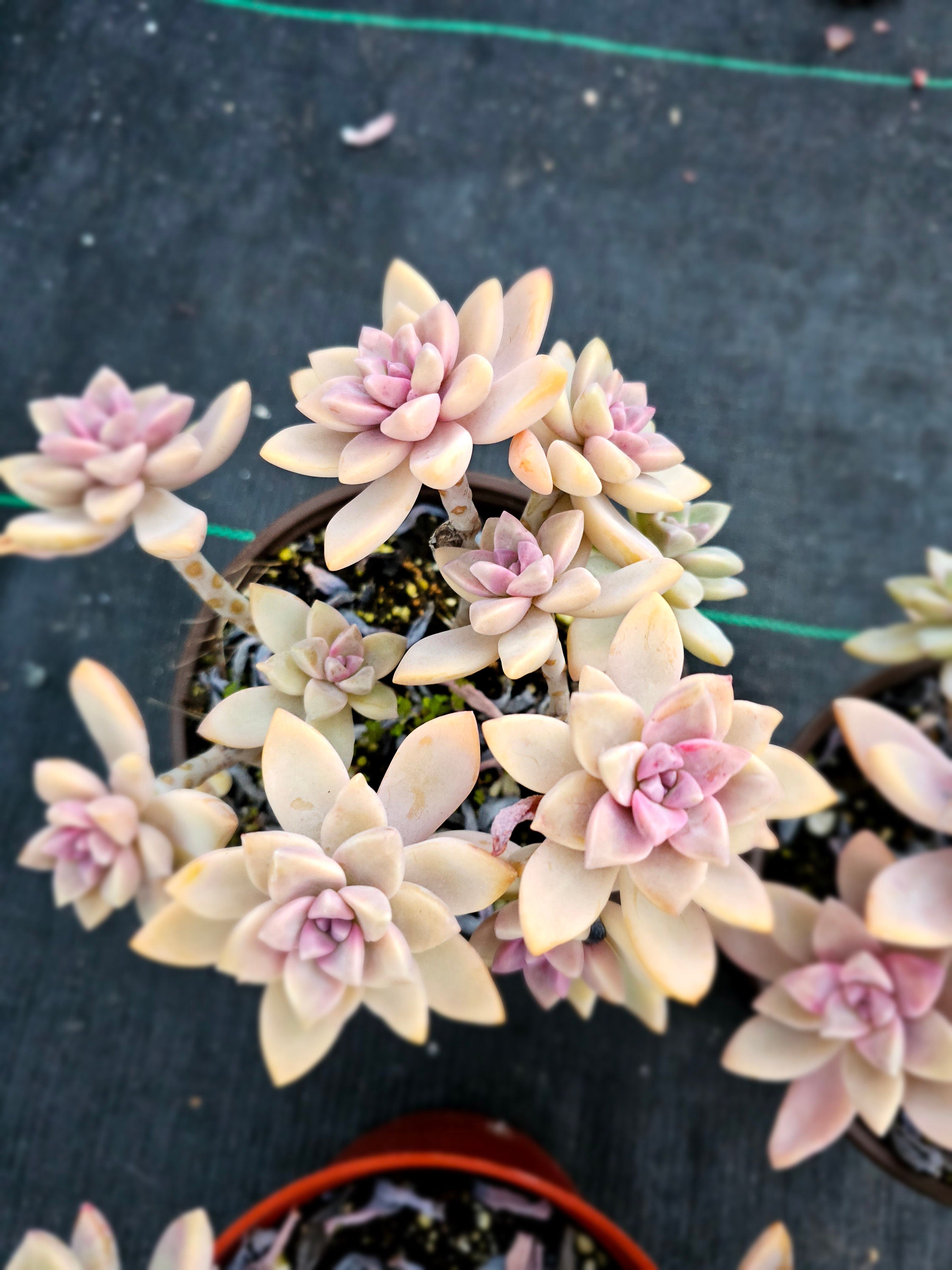 Echeveria Gorgon's Grotto from my personal collection. So