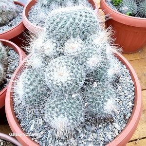 Mammillaria Geminispina 5gal