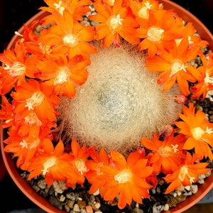 Rebutia albipilosa