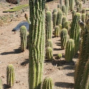 GOLDEN Saguaro | Trichocereus terscheckii