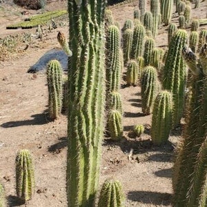 GOLDEN Saguaro Trichocereus terscheckii afbeelding 1