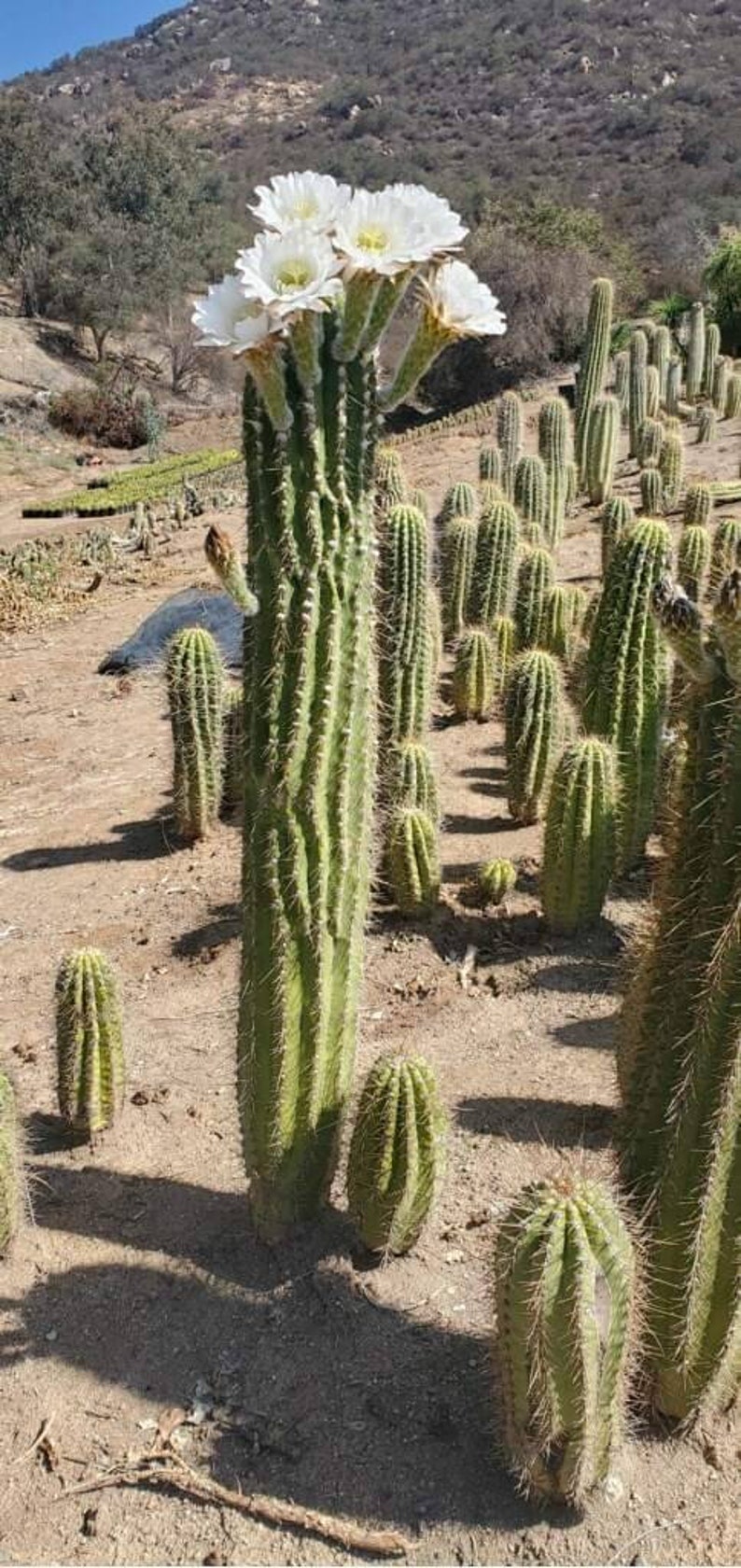 GOLDEN Saguaro Trichocereus terscheckii afbeelding 1