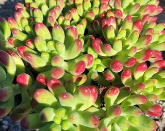 Sedum Salsa