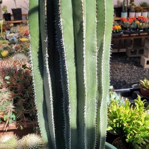 Mexican fence  cactus
