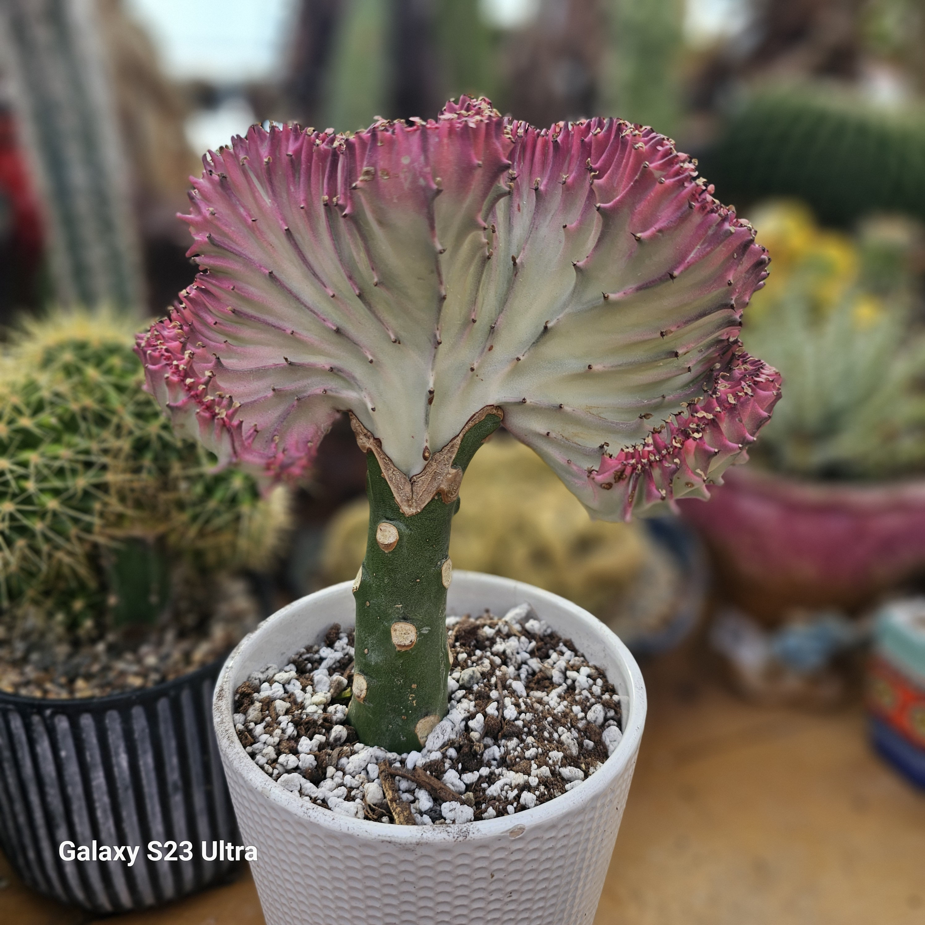 特大 Euphorbia lactea 綴化 斑入り 鉢のまま発送 コーデックス 特大