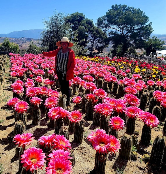 Trichocereus Flying Saucer - Etsy