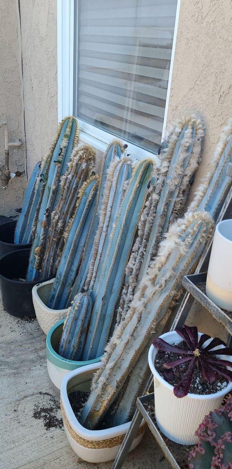 Puede incluir: Una colecci&oacute;n de cactus azules de varios tama&ntilde;os en macetas. Las plantas de cactus est&aacute;n dispuestas en una fila sobre una superficie de hormig&oacute;n. Algunas de las plantas de cactus est&aacute;n en macetas blancas con un borde tejido marr&oacute;n, mientras que otras est&aacute;n en macetas azules y blancas.