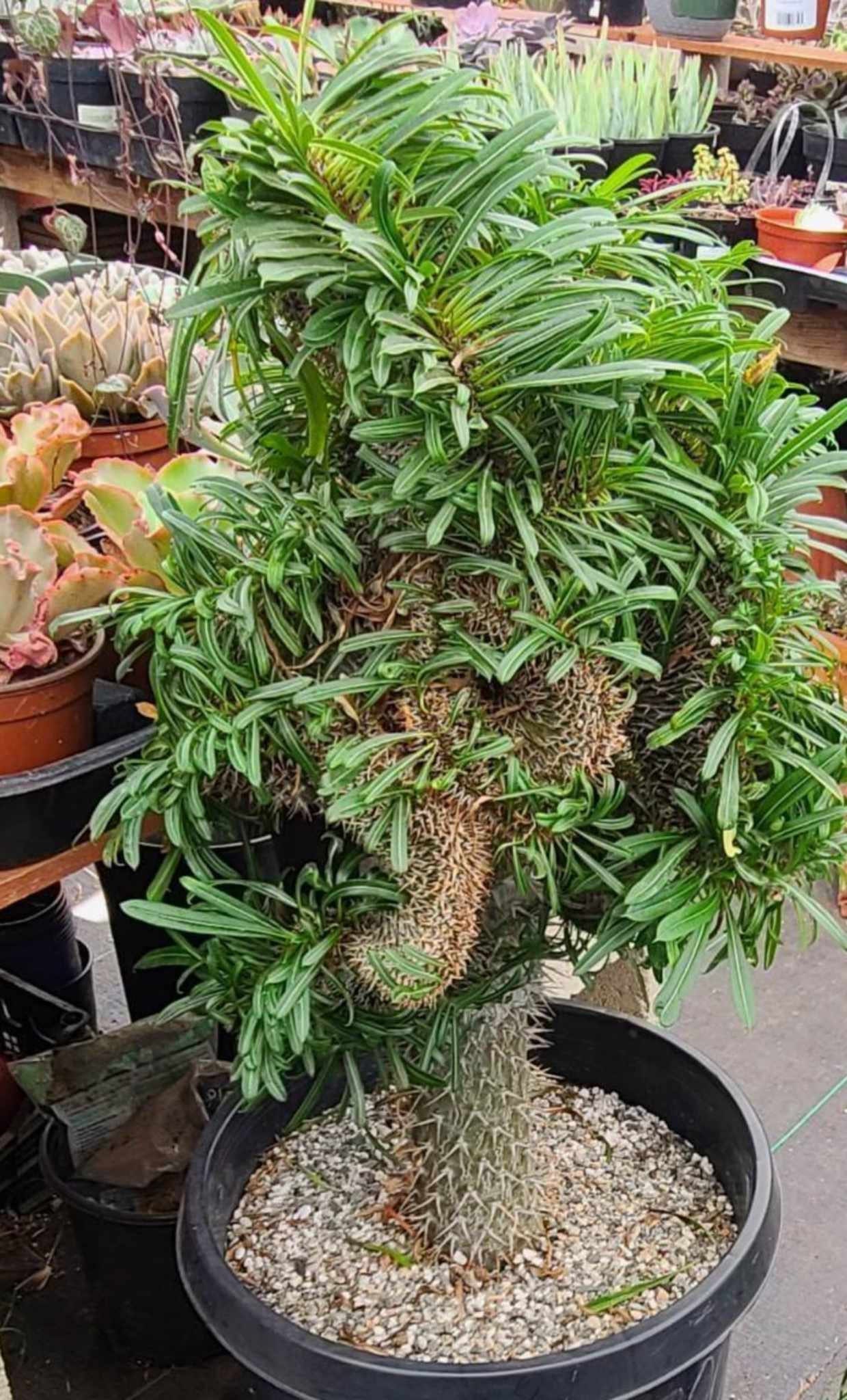 Madagascar palm deals