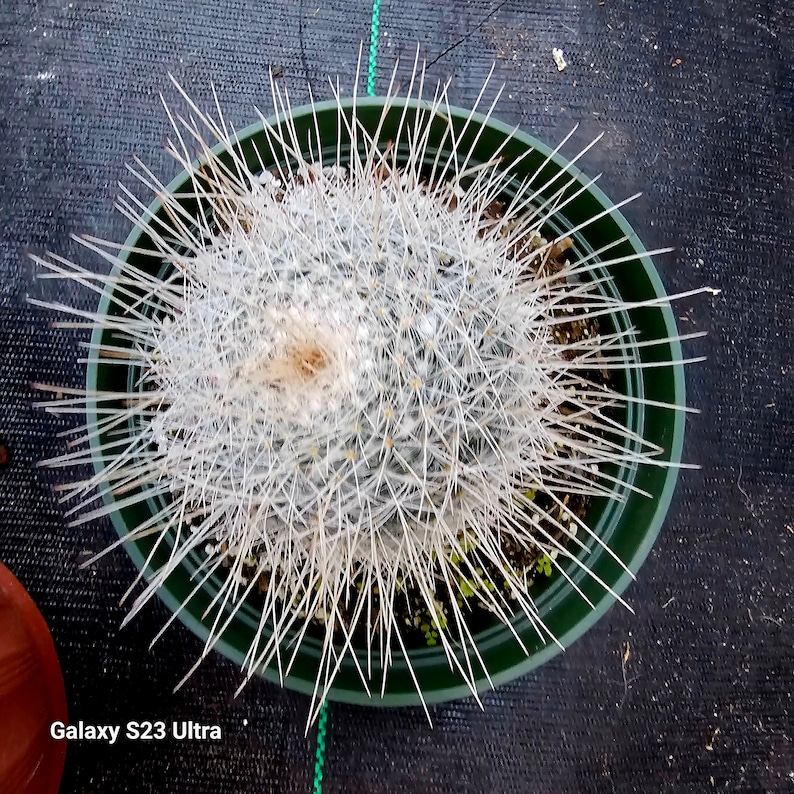 Mammillaria Geminispina 6"