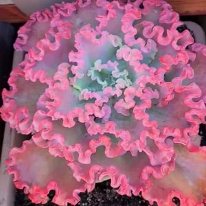 Echeveria  Mauna Lao