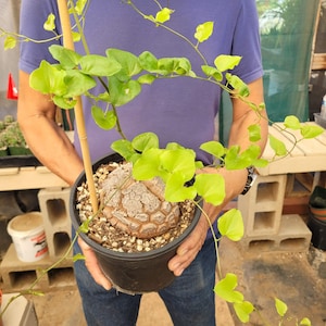 Dioscorea elephantipes