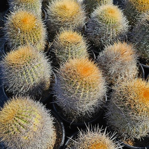 Denmoza cactus image 2