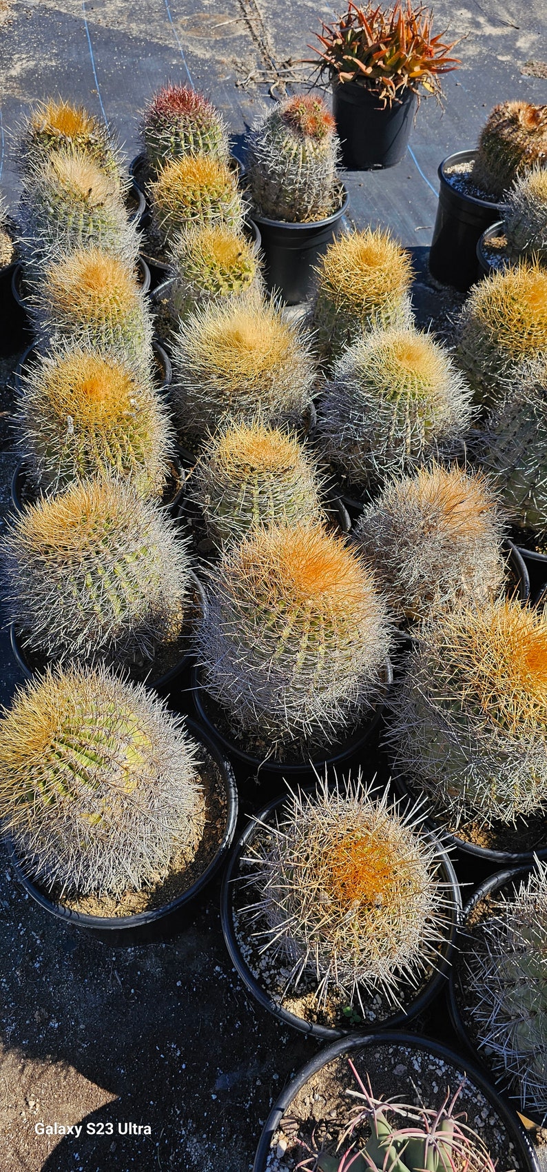 Denmoza cactus image 2