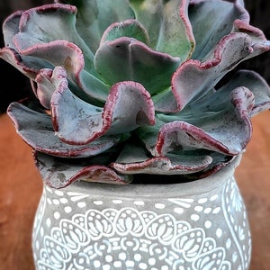 Pachyveria blue toad  2gal.
