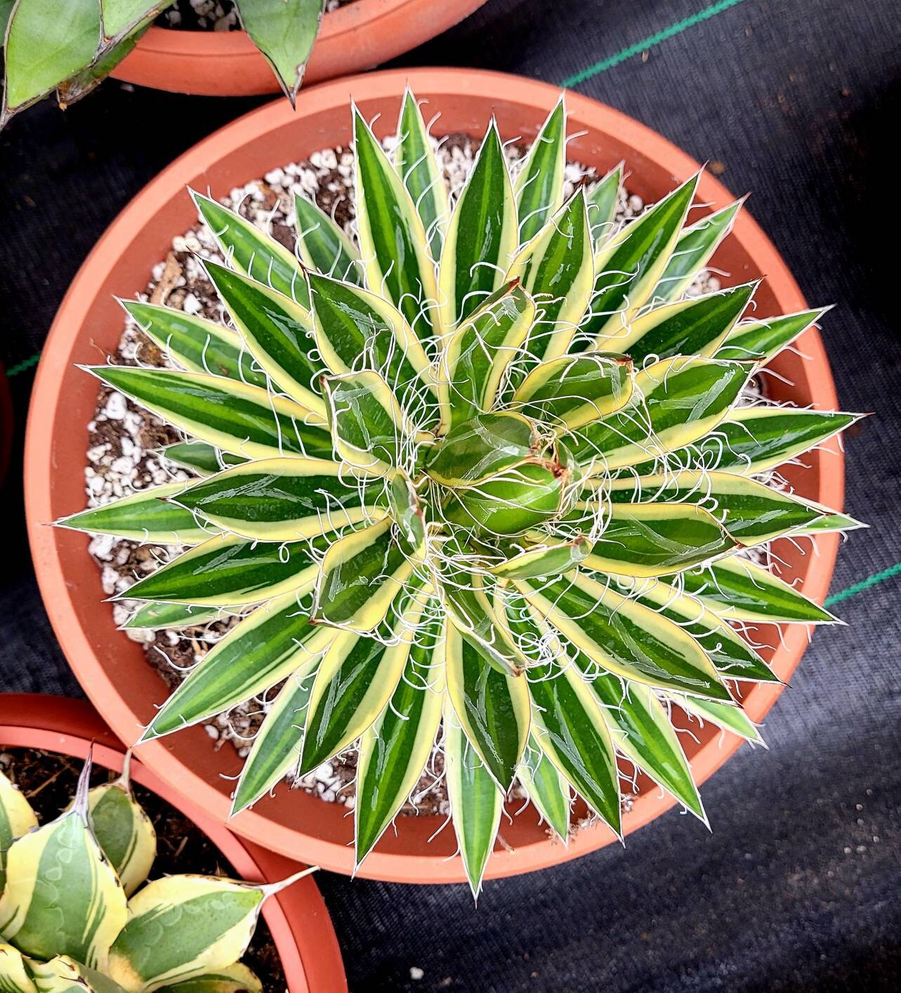 Agave Schidigera 3gl - Etsy
