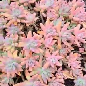 May include: A close-up view of a cluster of succulents with pastel pink, peach, and green hues. The succulent leaves are arranged in a rosette pattern, creating a textured and visually appealing display. The plants are in a garden setting.