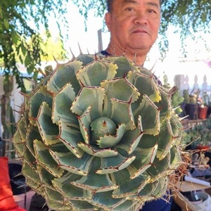May include: A person is holding a large, green and white agave plant with sharp, spiky leaves. The plant is in bloom and has a large, round flower head.