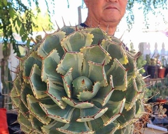 Agave kissho kan