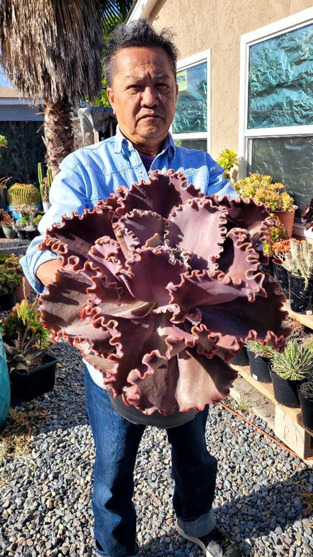 echeveria スウェット ovy kaja auralee echeveria スウェット ovy kaja auralee