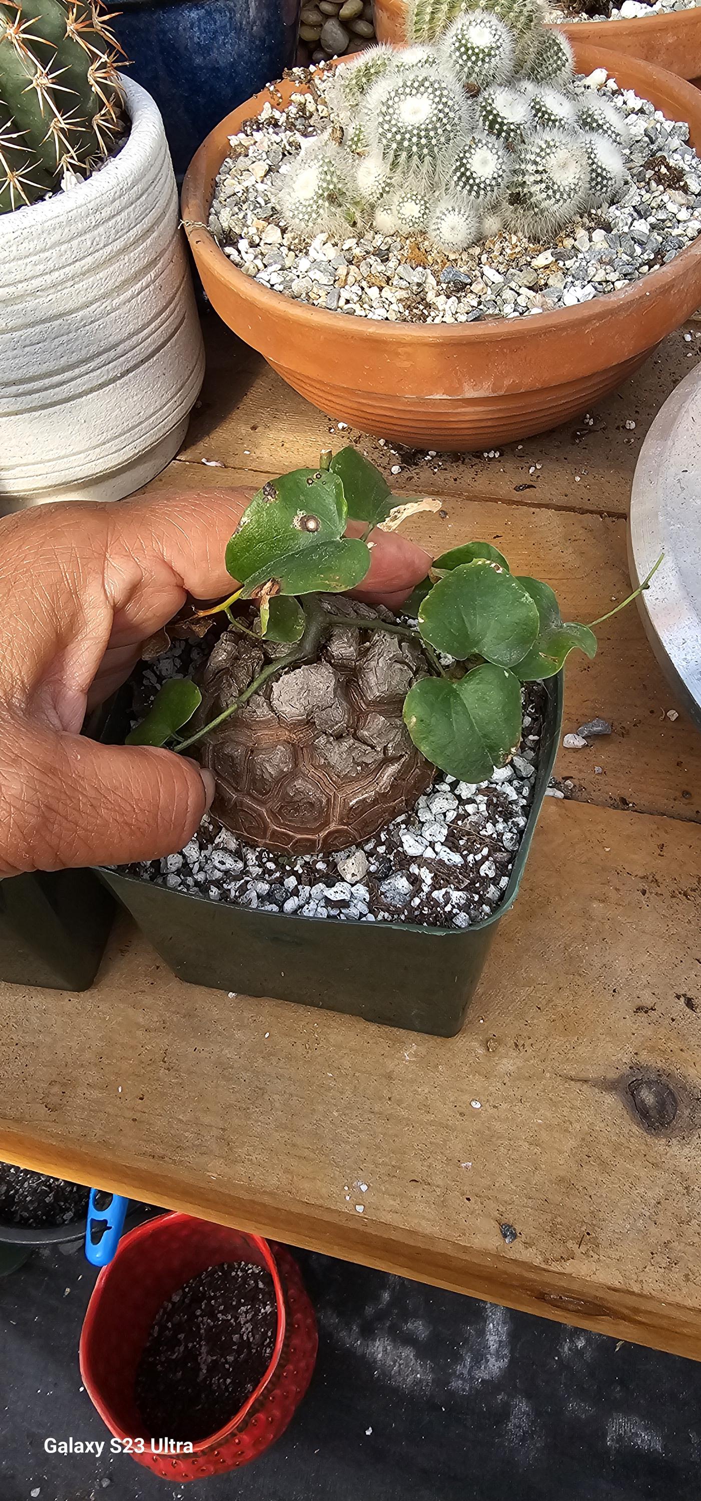 Dioscorea Elephantipes - Etsy