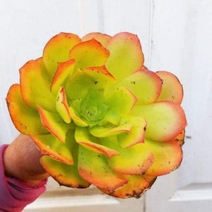 Aeonium Canary 6 - Etsy