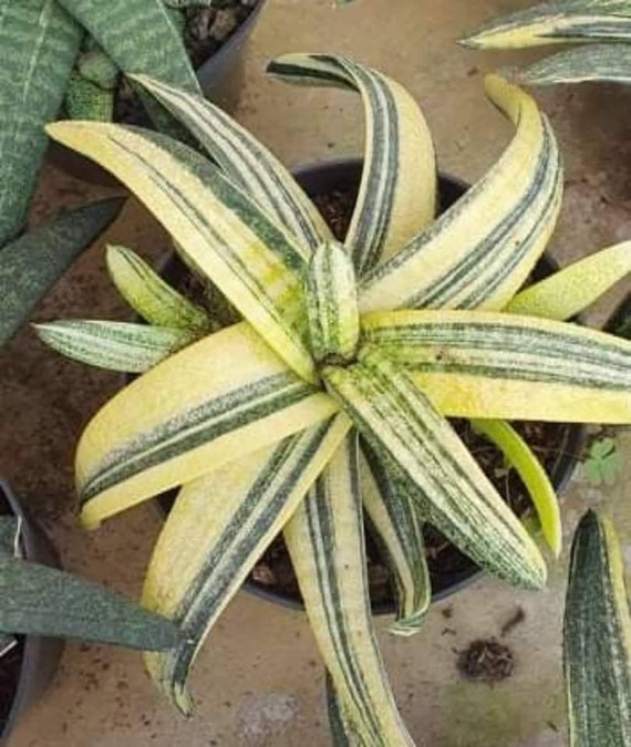 Gasteria Batesiana Variegated 6