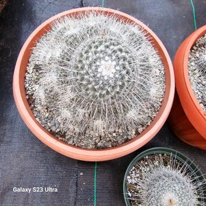 Mammillaria Geminispina image 4