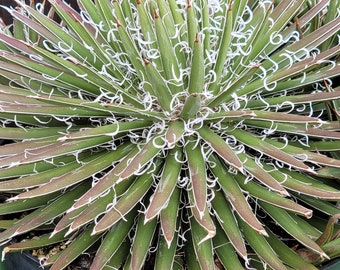 Small Flower century plant Agave