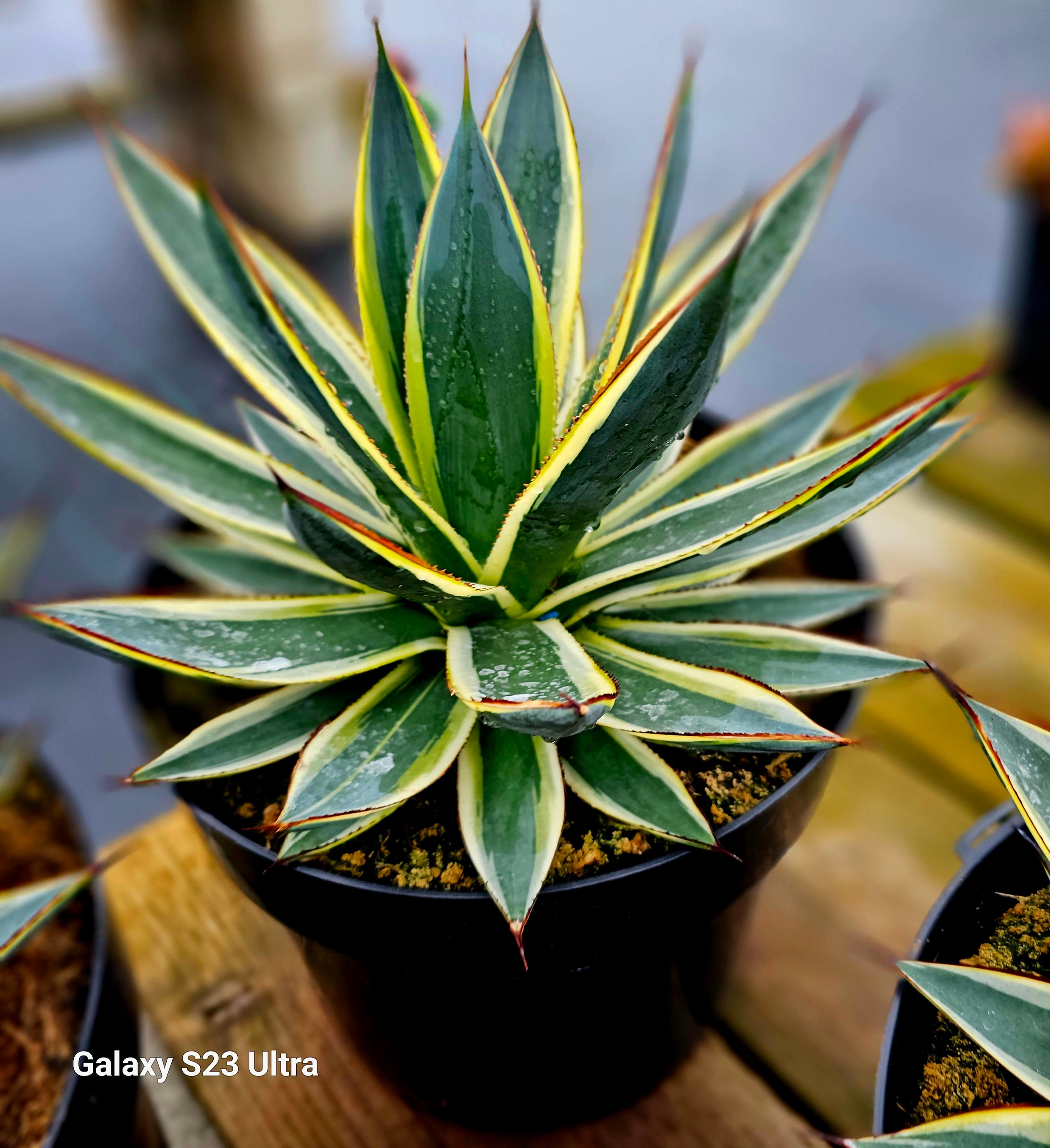 RARE AGAVE SUNGLOW - Etsy