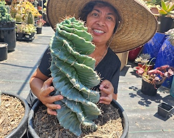 Spiral cactus