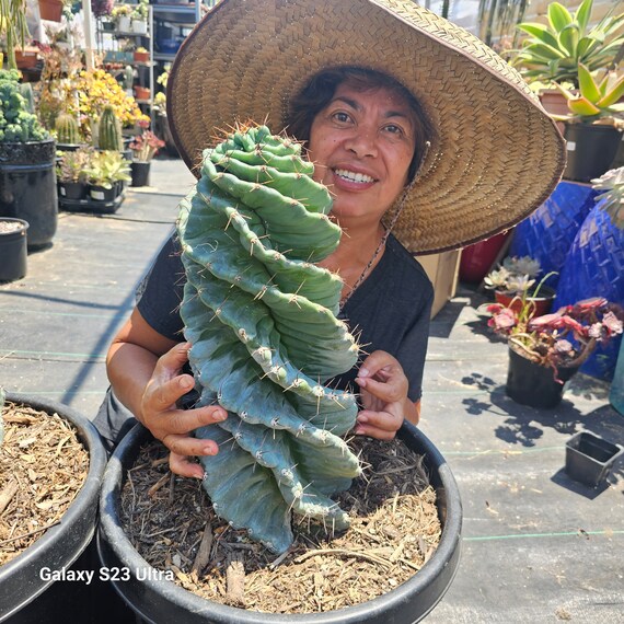 Spiral Cactus - Etsy