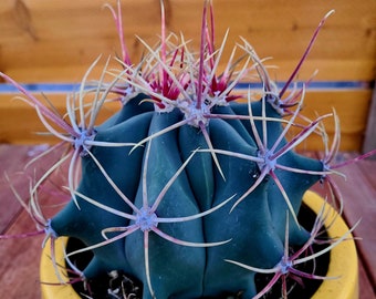 ferocactus gracilis coloratus