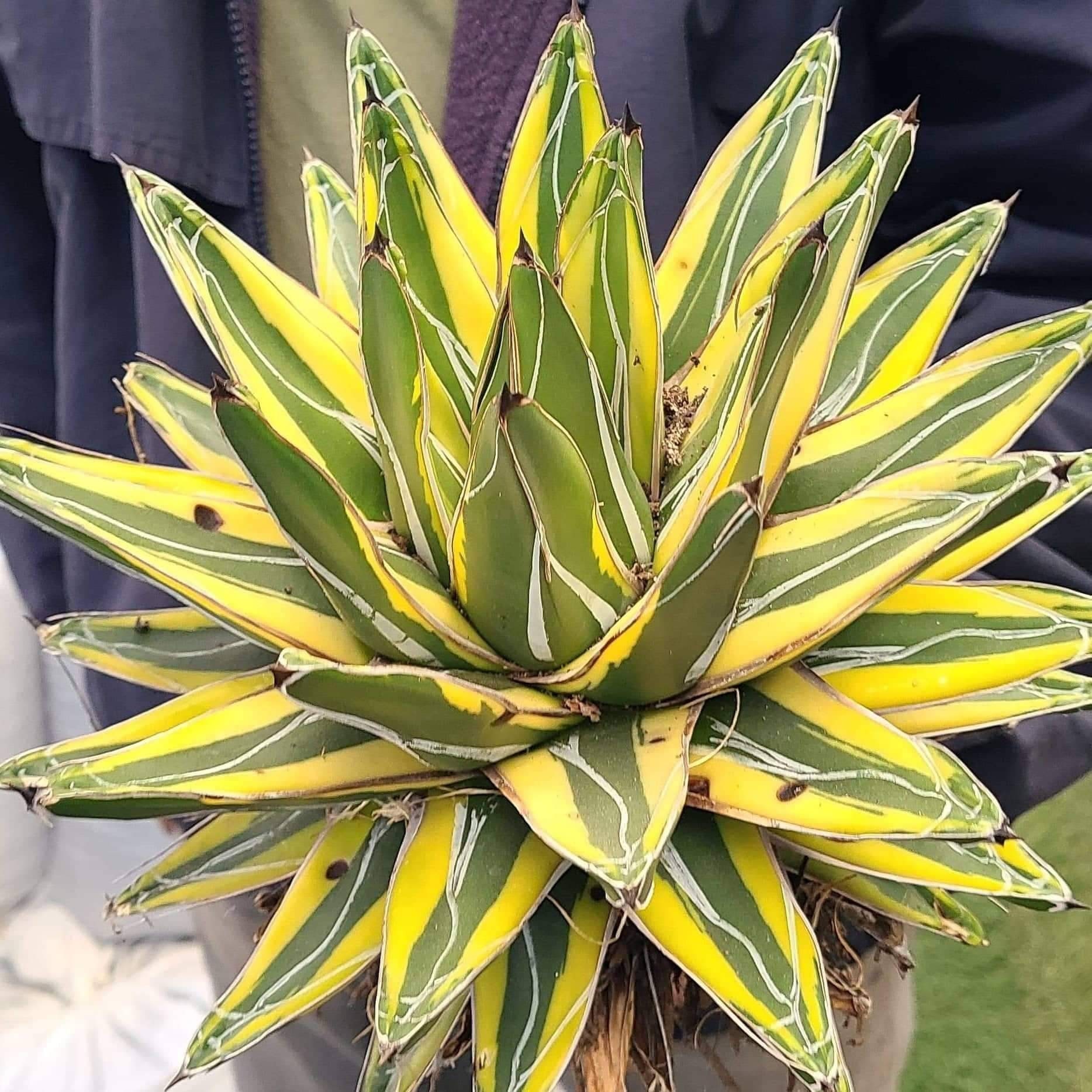 Agave Victoria-reginae - Etsy Agave Victoria-reginae - Etsy