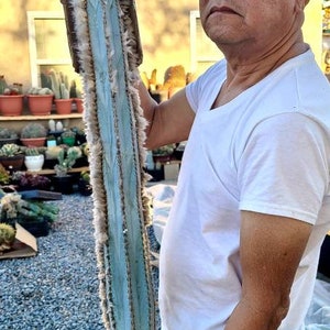 Puede incluir: Un hombre sostiene un cactus grande, azul con pelusa blanca. El cactus est&aacute; envuelto en cart&oacute;n marr&oacute;n. El hombre lleva una camiseta blanca y pantalones vaqueros azules.