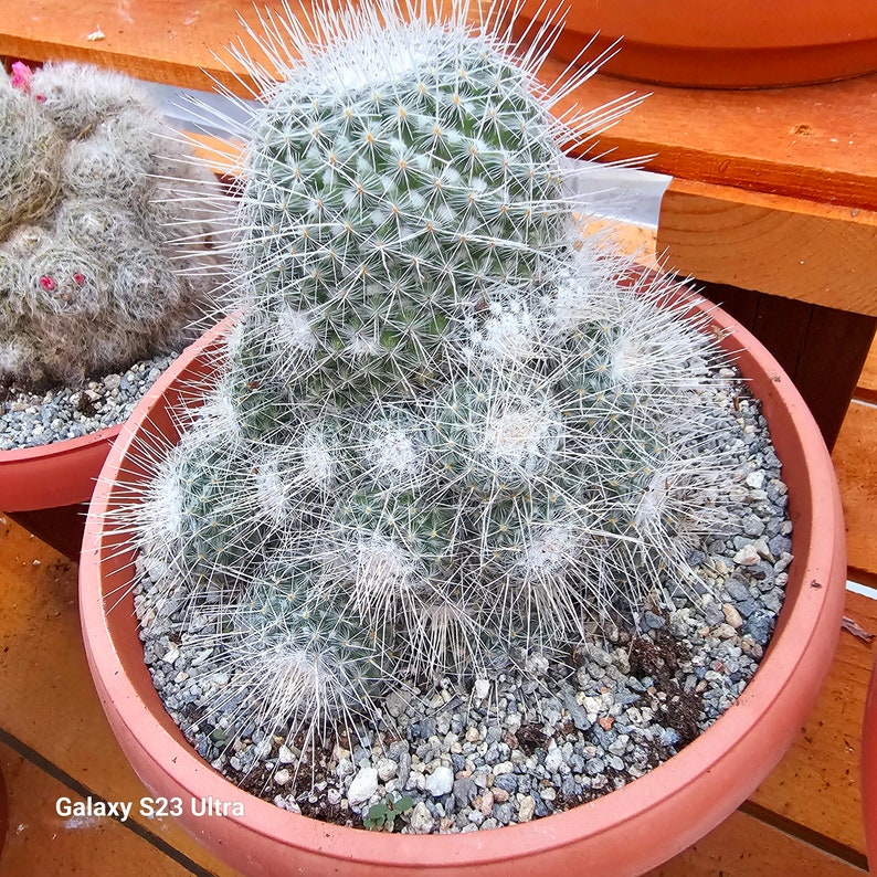 Mammillaria Geminispina image 3