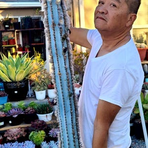 Puede incluir: Una persona sostiene un cactus grande, azul con pelusa blanca. El cactus est&aacute; envuelto en cart&oacute;n marr&oacute;n. La persona lleva una camiseta blanca y pantalones vaqueros azules.