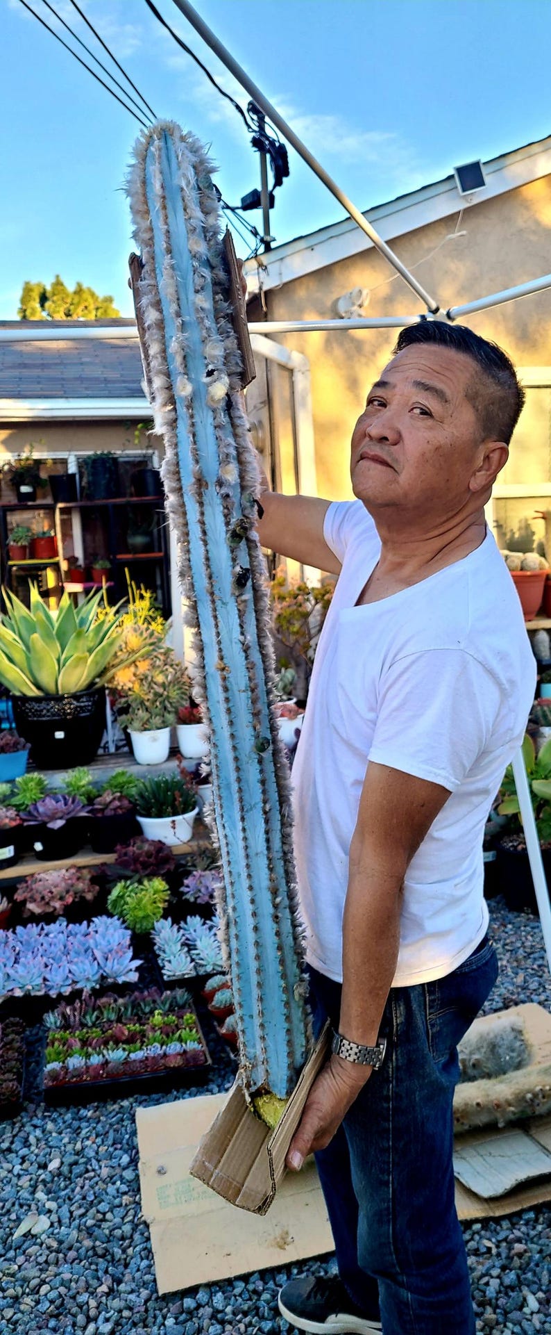 Puede incluir: Una persona sostiene un cactus grande, azul con pelusa blanca. El cactus est&aacute; envuelto en cart&oacute;n marr&oacute;n. La persona lleva una camiseta blanca y pantalones vaqueros azules.