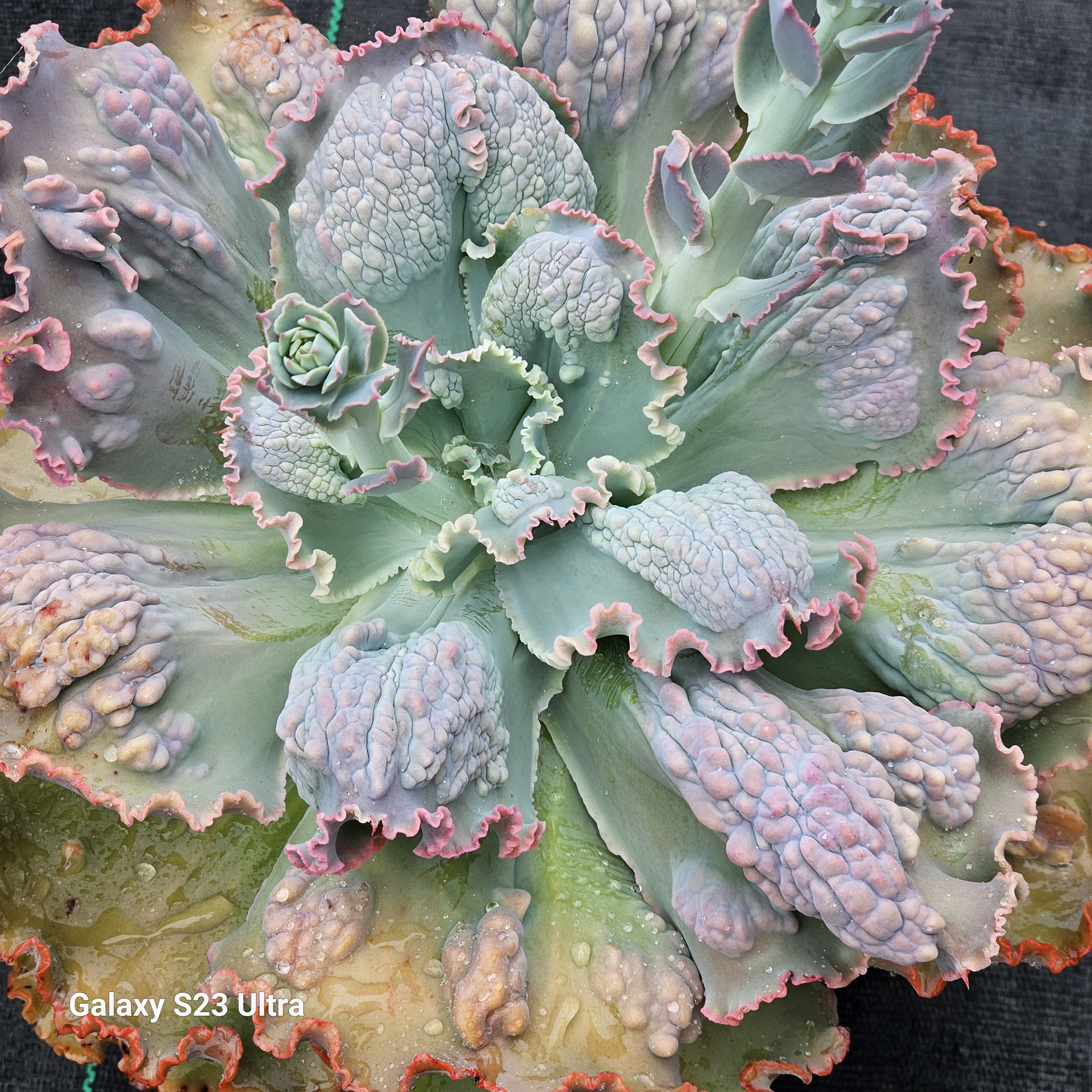 Echeveria Midway - Etsy