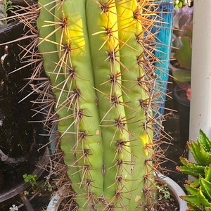 GOLDEN Saguaro Trichocereus terscheckii afbeelding 6