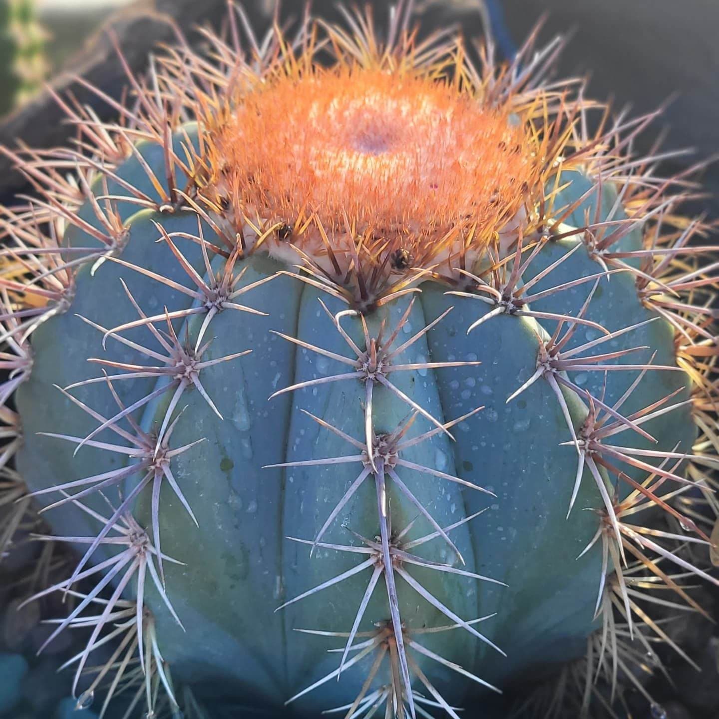 Melocactus Azureus - Etsy