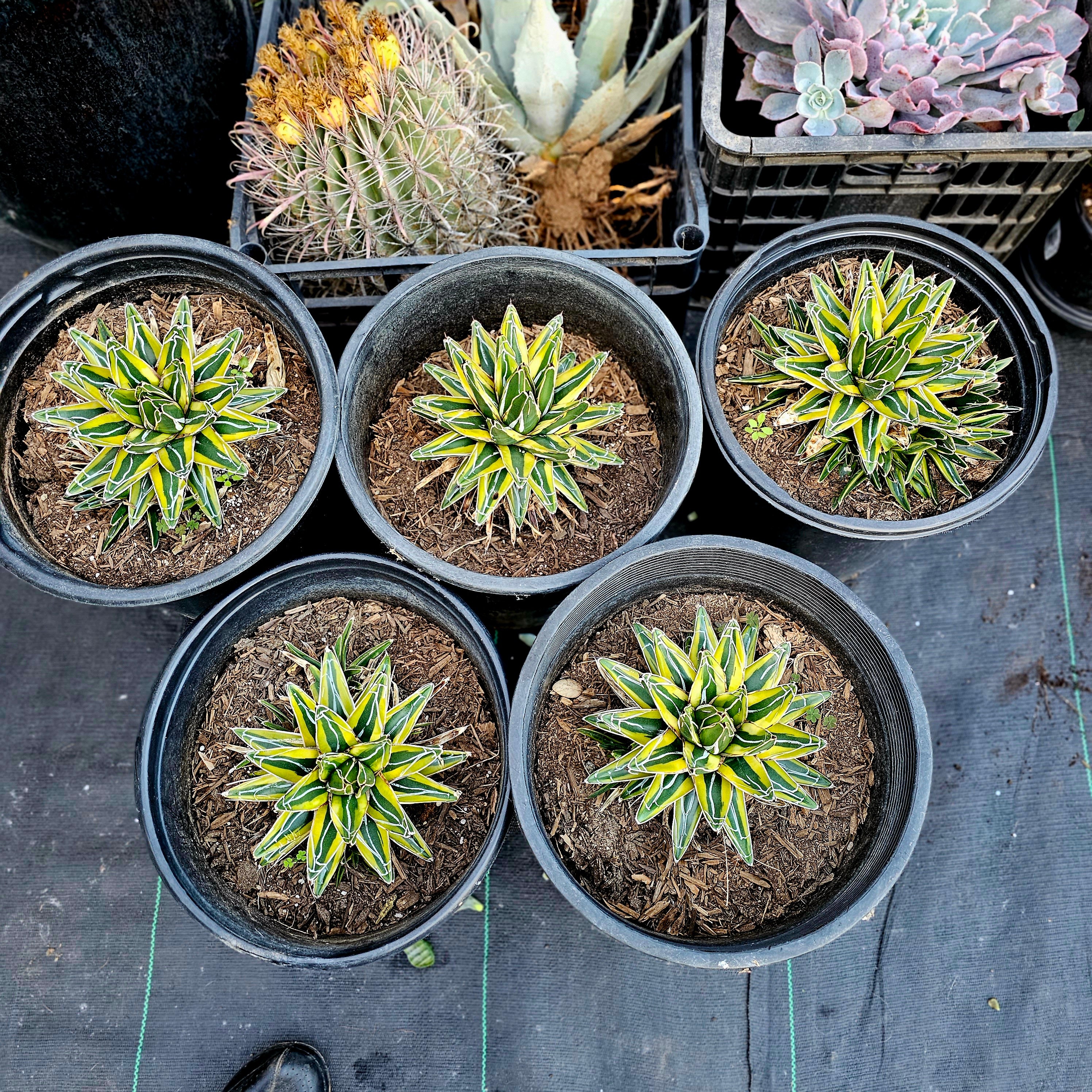 Agave Victoria-reginae - Etsy Agave Victoria-reginae - Etsy