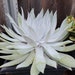 see more listings in the Echeveria section