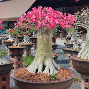 ADENIUM ARIBICUM TOWER