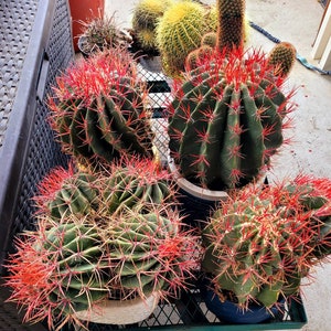 Ferocactus Pringlei/FireBall cactus