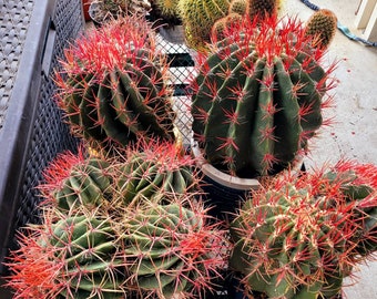 Ferocactus Pringlei/cactus bola de fuego