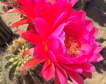 Ttricholobivia pinkle cactus