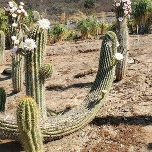 GOLDEN Saguaro Trichocereus terscheckii afbeelding 3